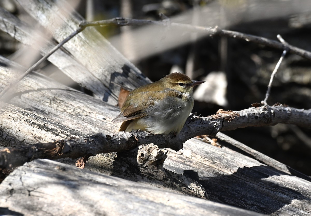 Swainson's Warbler - ML570505261