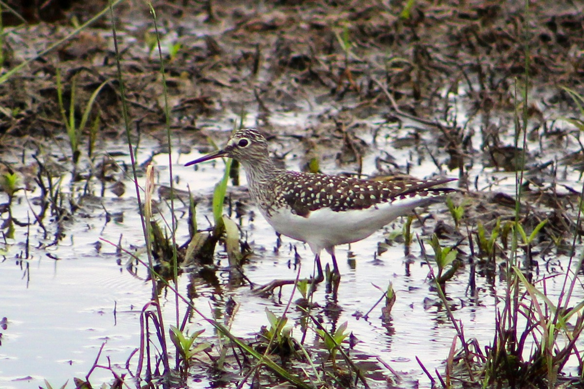 Solitary Sandpiper - ML570506651