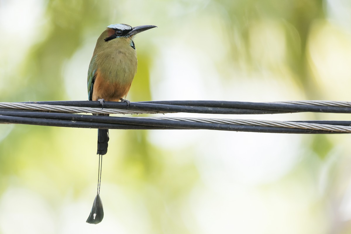 Turquoise-browed Motmot - Blair Dudeck