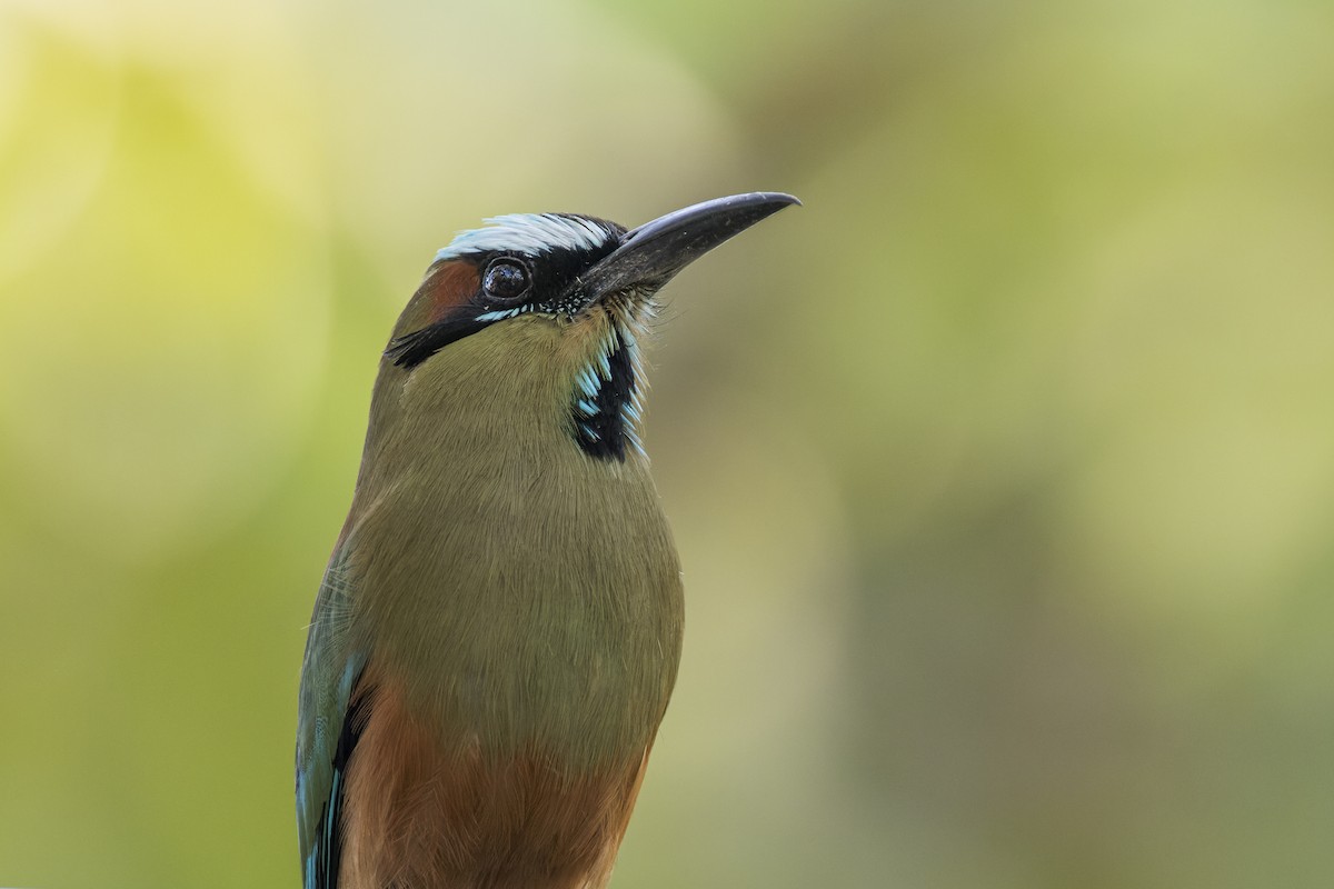 Turquoise-browed Motmot - ML570506761