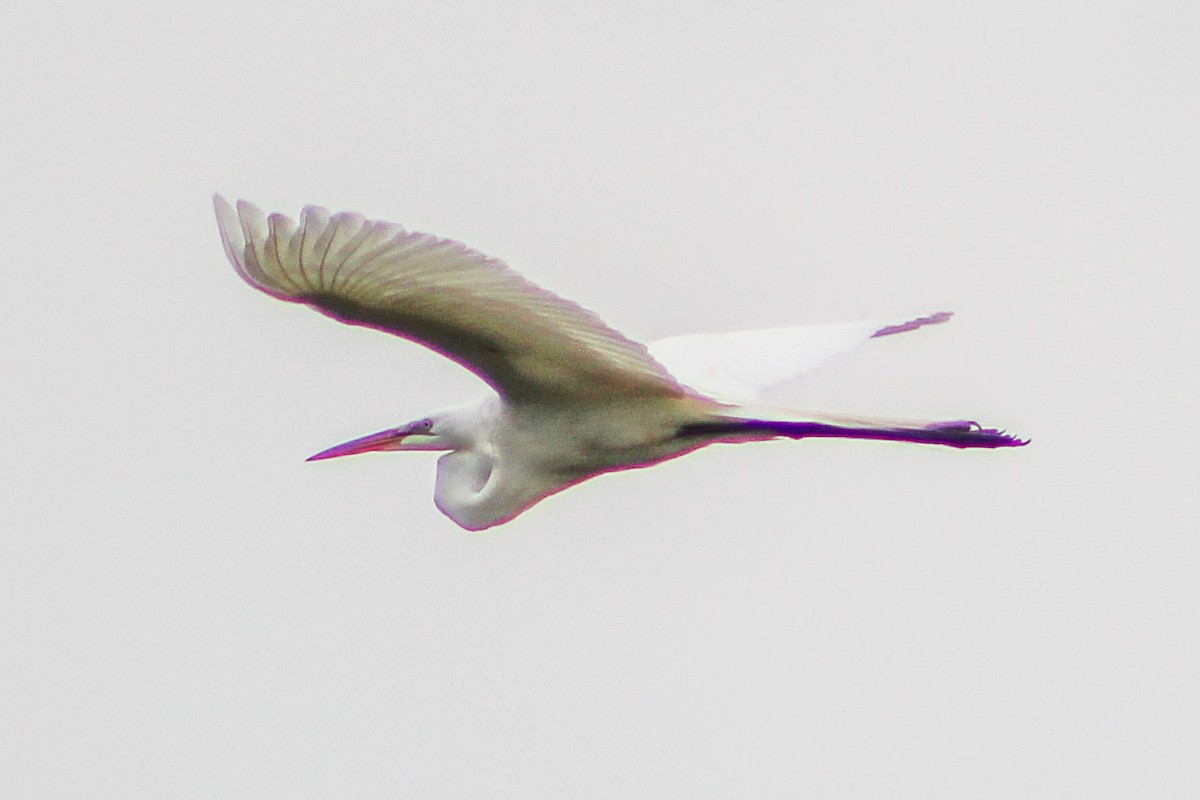 Great Egret - ML570506801