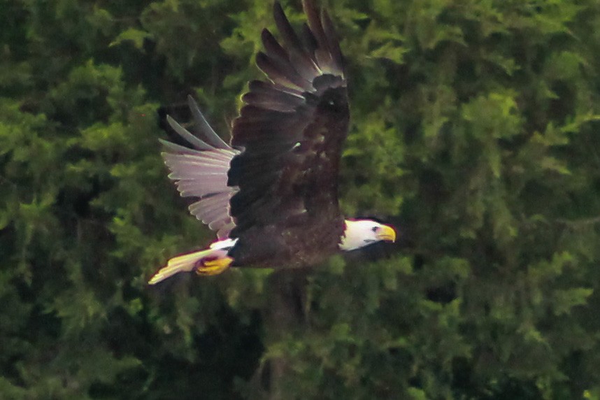 Bald Eagle - ML570506951