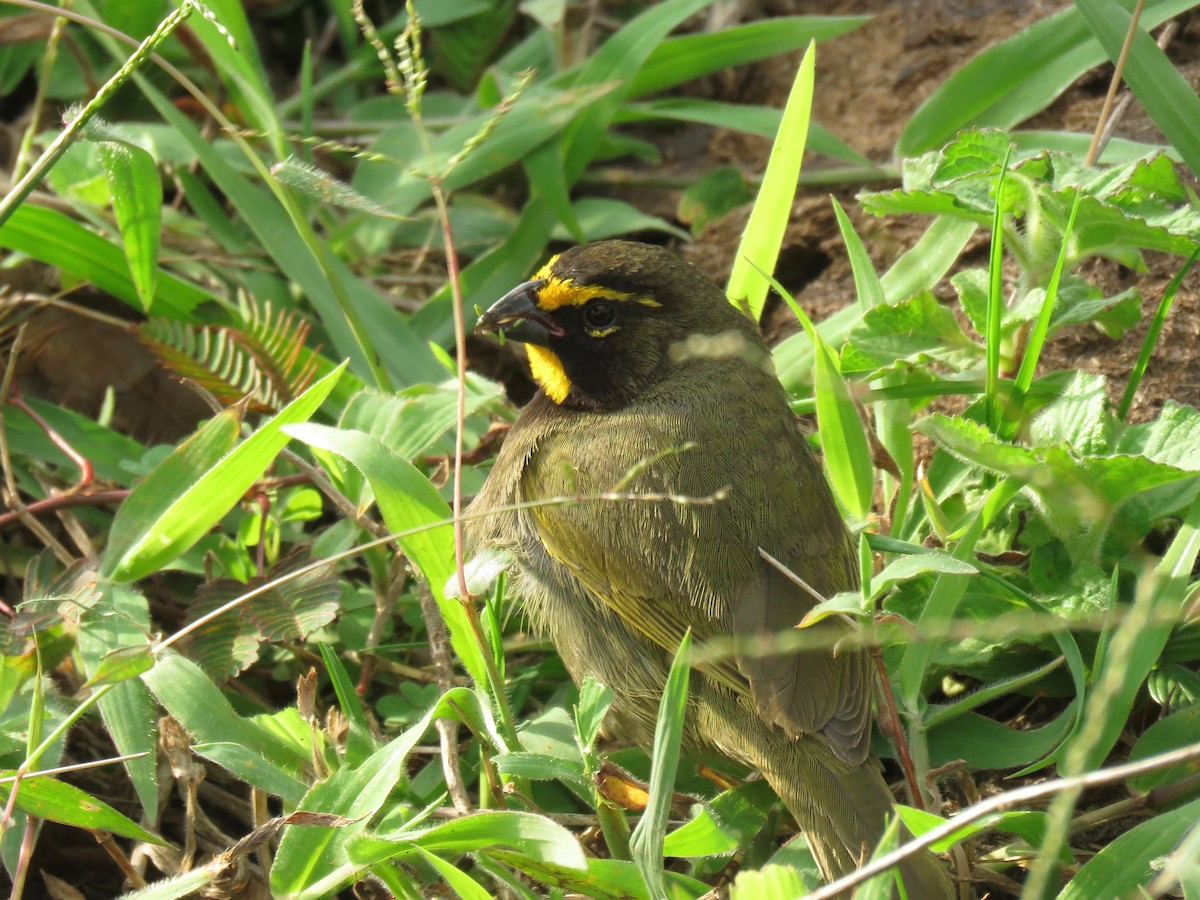 Yellow-faced Grassquit - ML57050701