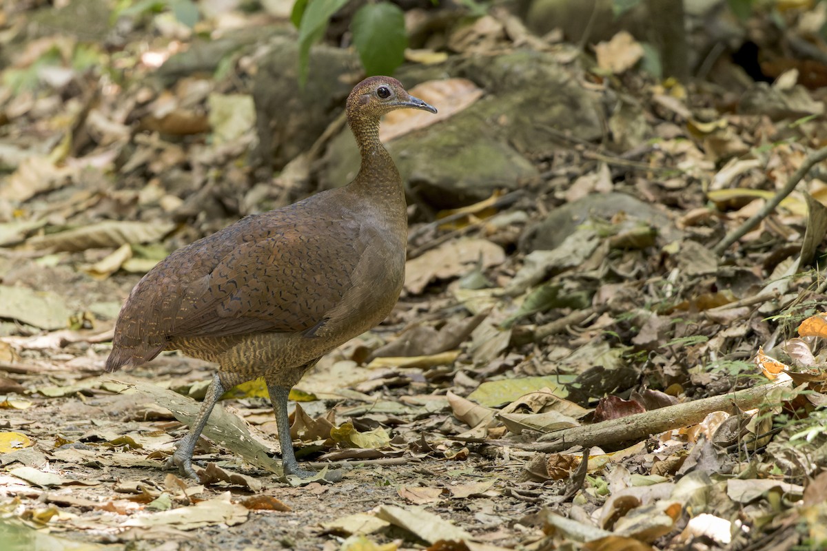 Great Tinamou - Blair Dudeck