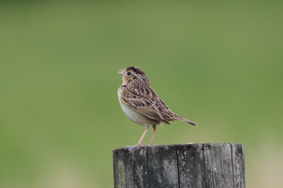 Chingolo Saltamontes - ML570507311