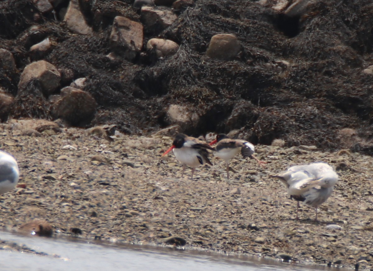 American Oystercatcher - ML570507811