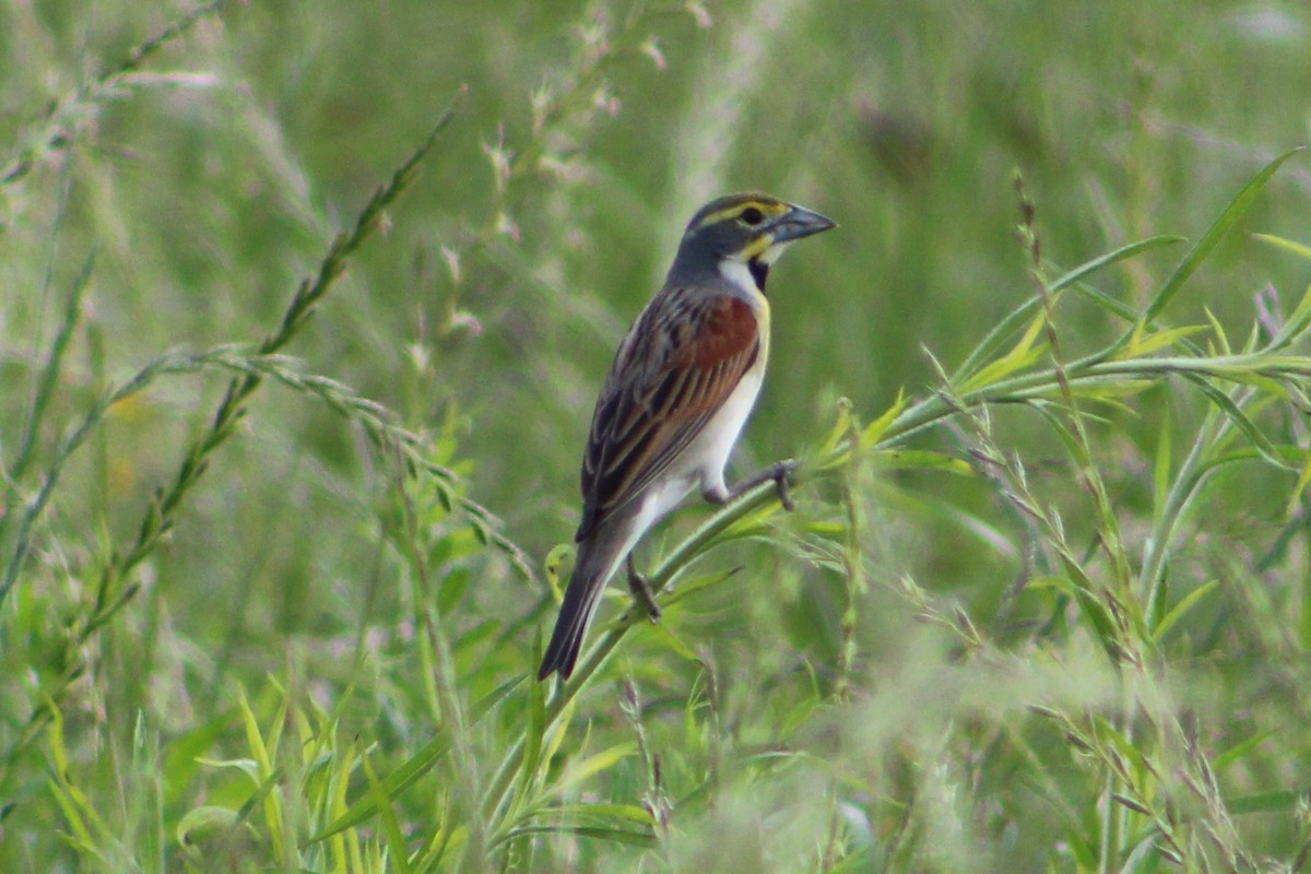 Dickcissel d'Amérique - ML570508181