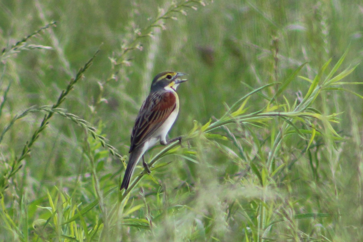 Dickcissel - Derrick  Ingle