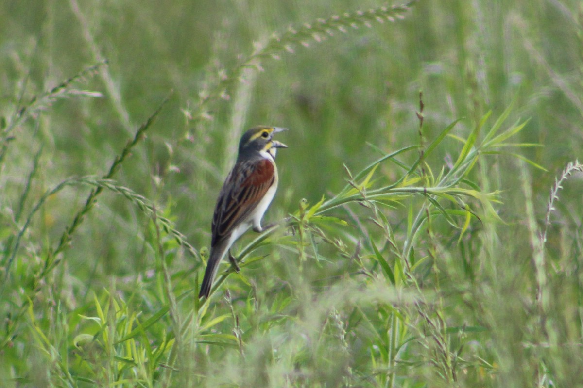 Dickcissel - Derrick  Ingle