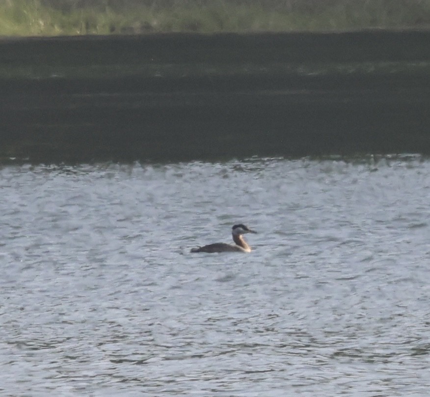 Буурал шунгуур - ML570508571