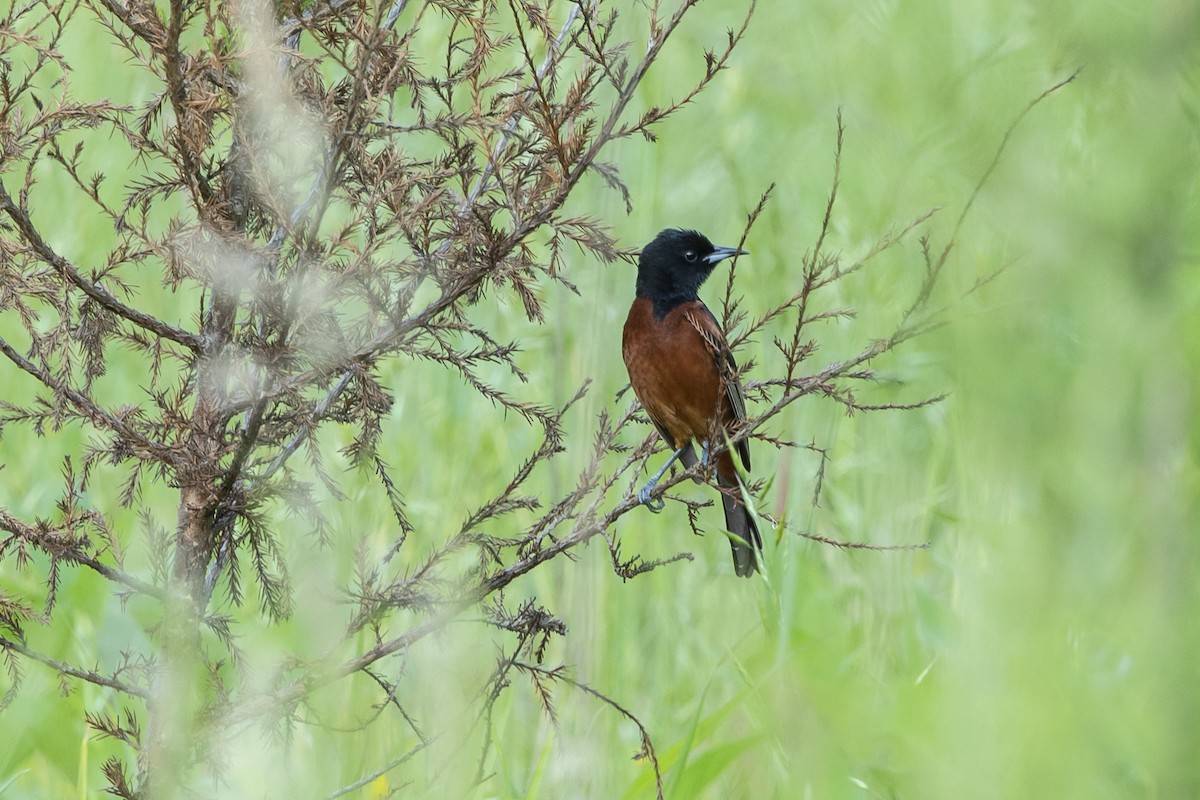 Orchard Oriole - ML570509291