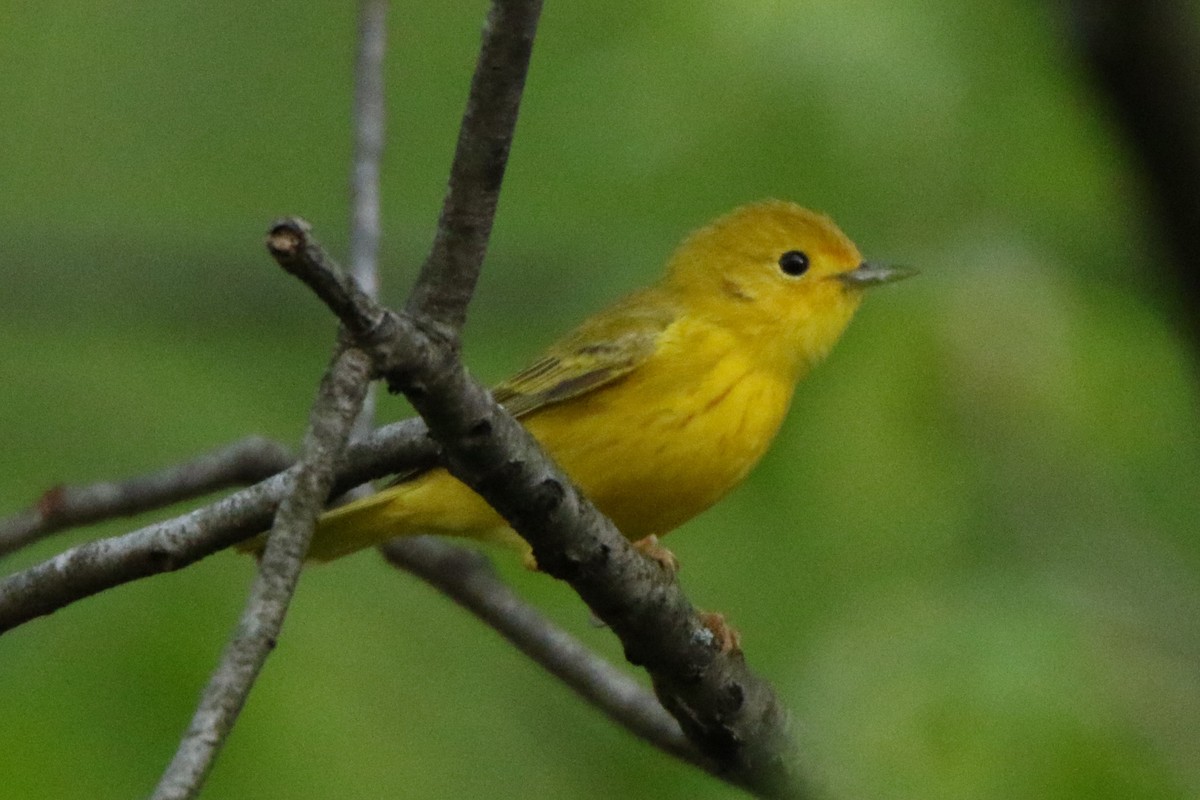 Yellow Warbler - ML570510261