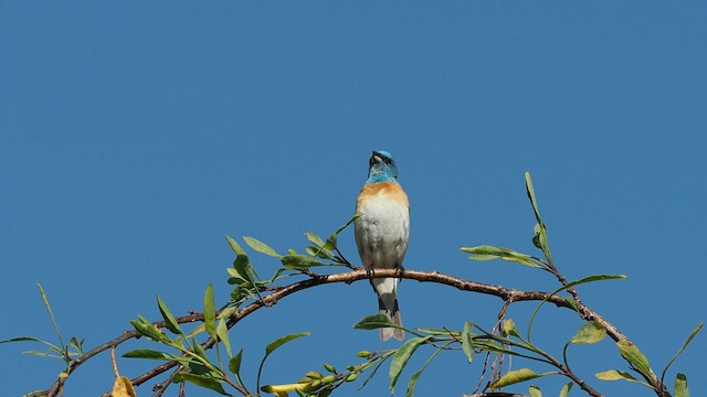 Lazuli Bunting - ML570510511