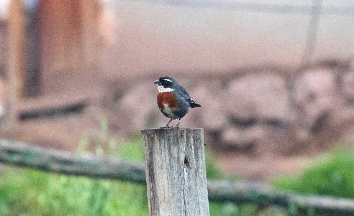 Chestnut-breasted Mountain Finch - Braden Collard