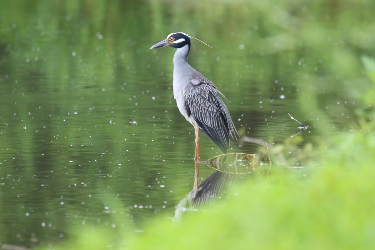 Yellow-crowned Night Heron - Kris Bossard