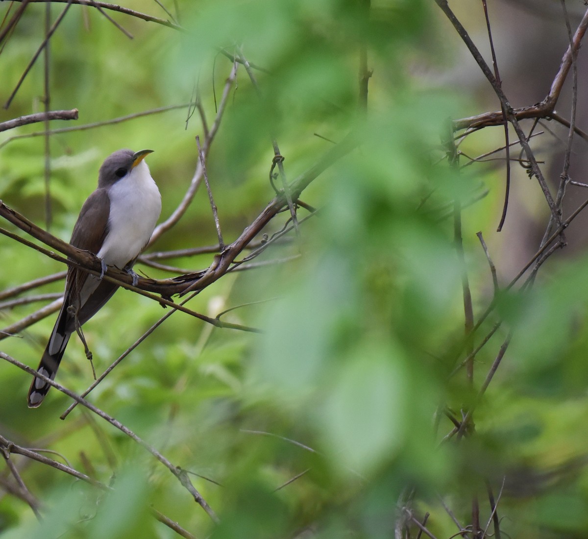 Yellow-billed Cuckoo - ML570514171