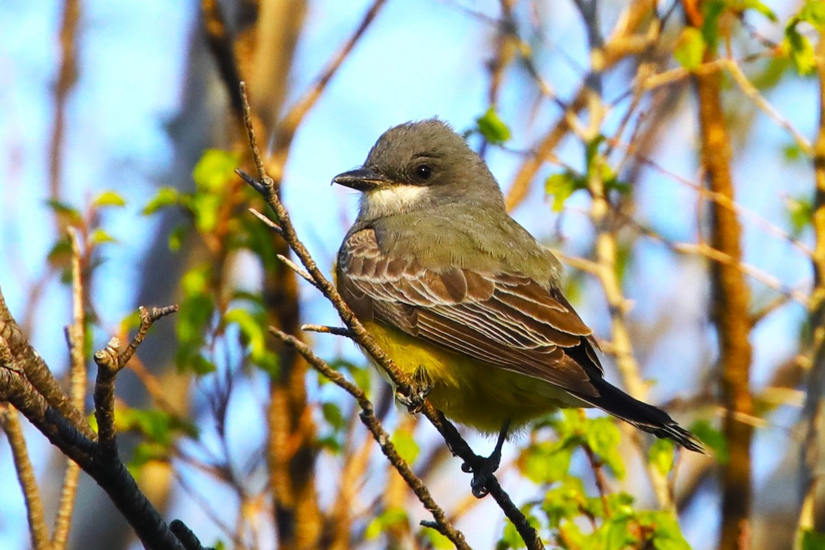 Western Kingbird - ML570515761