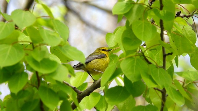 Paruline à ailes bleues - ML570515811