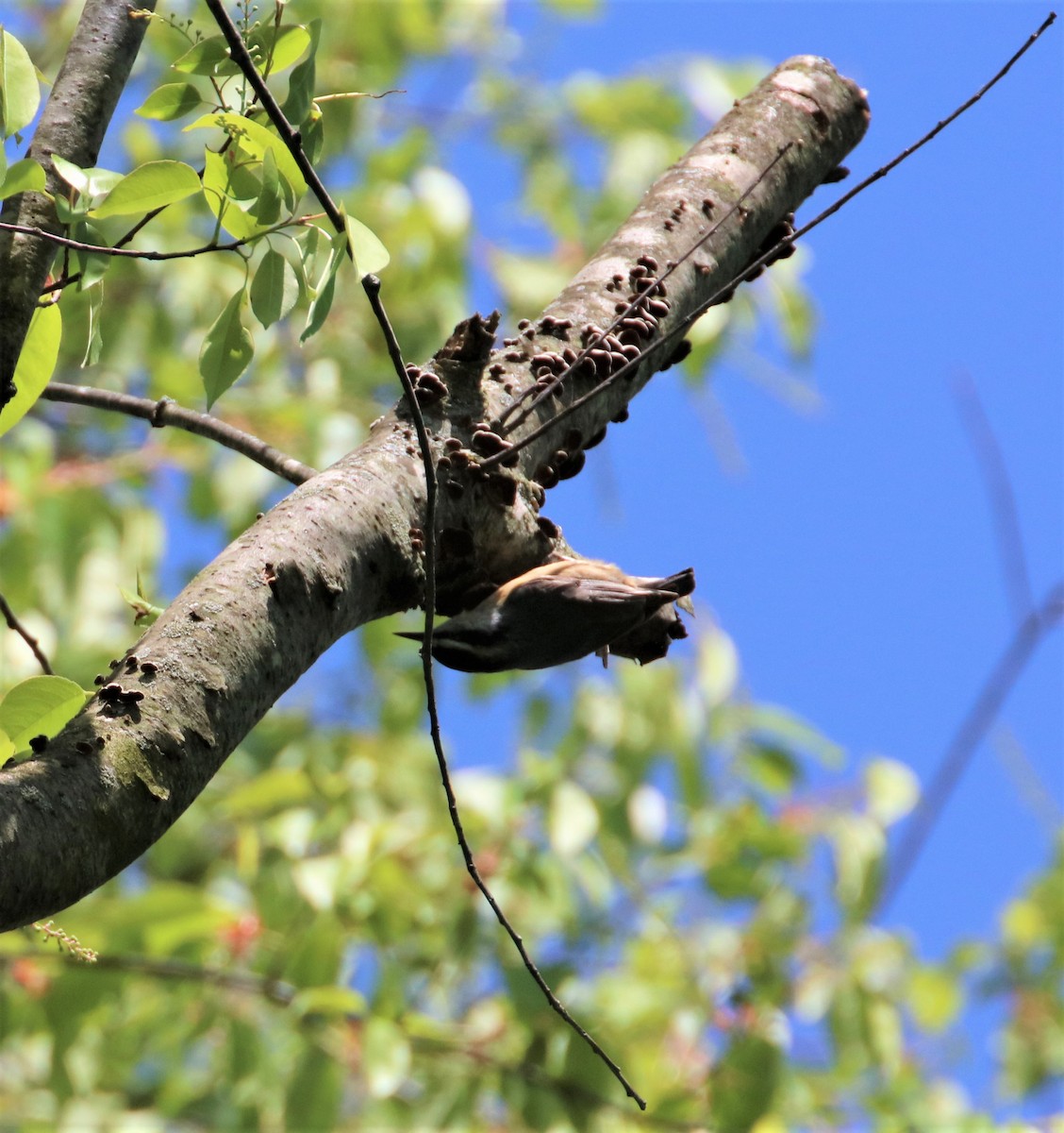 Red-breasted Nuthatch - ML570517191