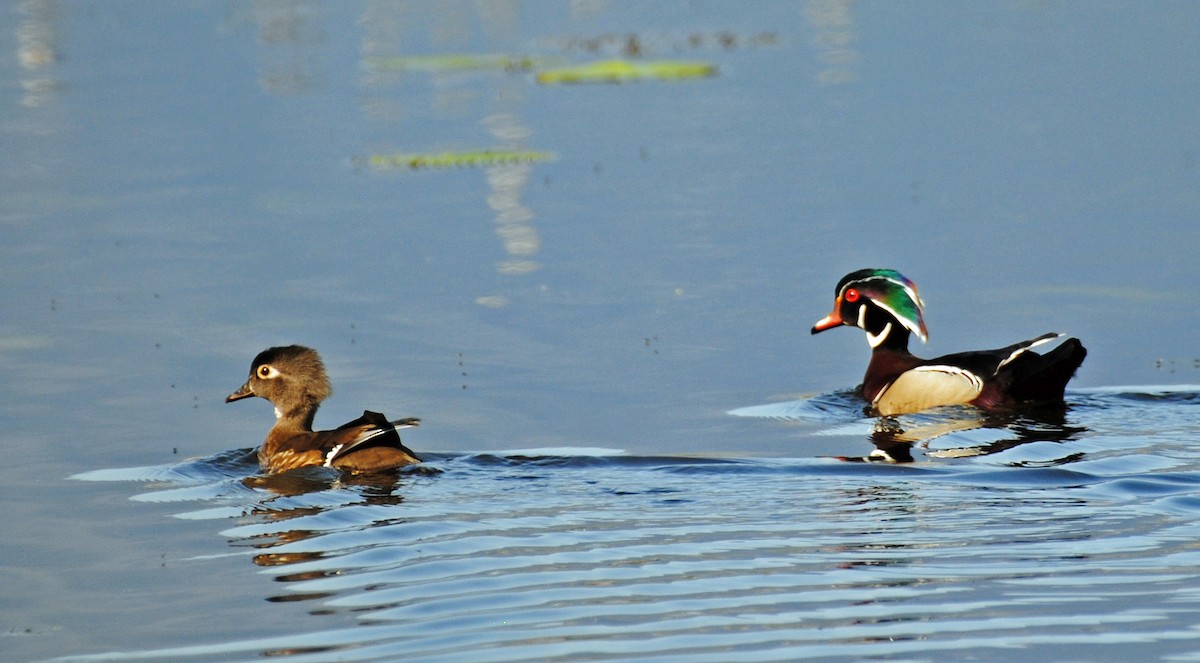 Wood Duck - ML570517391