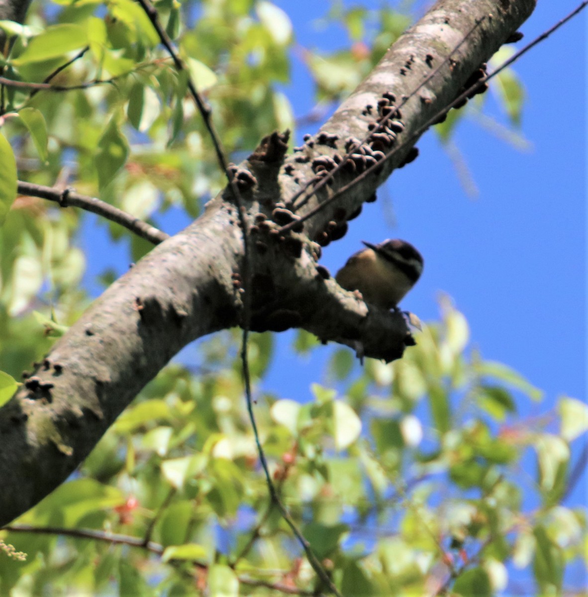 Red-breasted Nuthatch - ML570517401