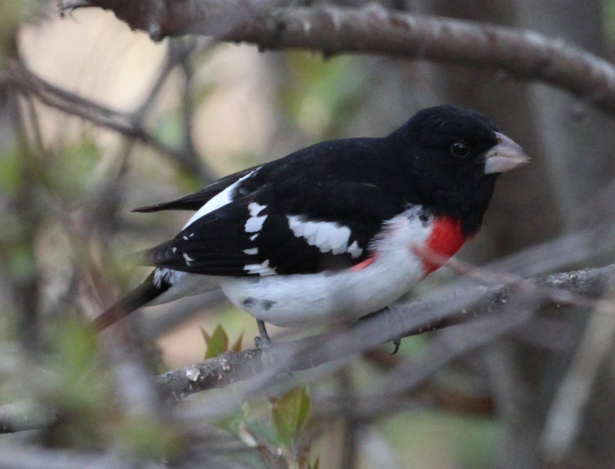 Rose-breasted Grosbeak - ML570517731