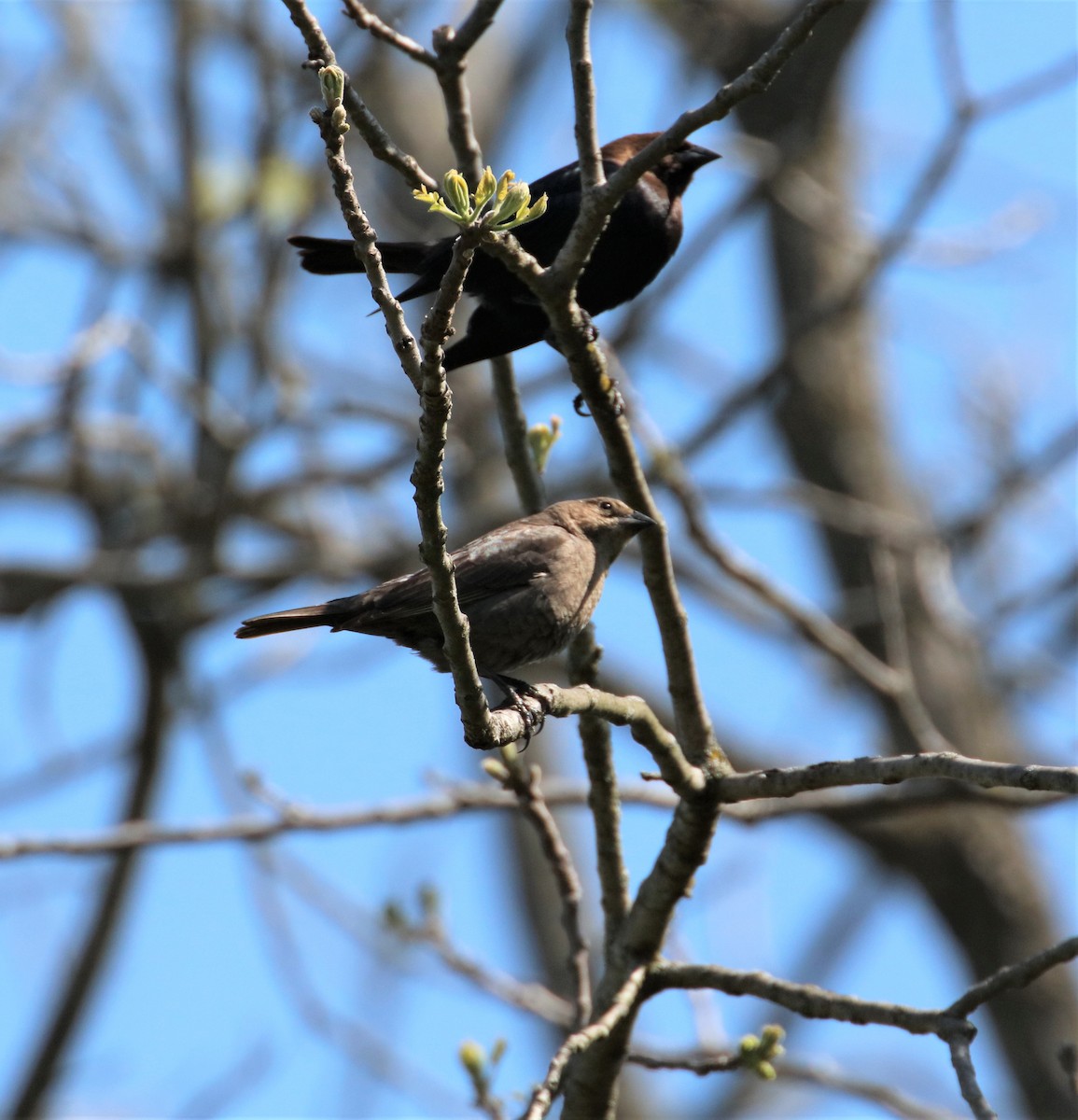 Brown-headed Cowbird - ML570517751