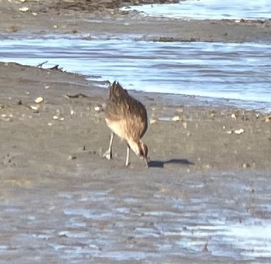 Whimbrel - ML570518081