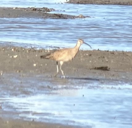 Whimbrel - Roger Muskat