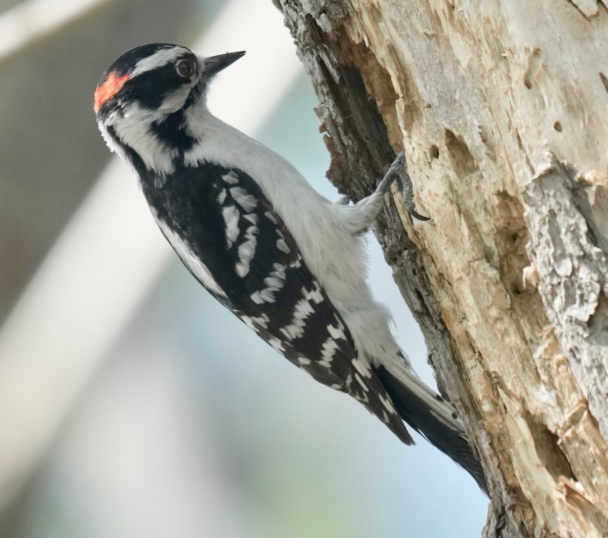 Downy Woodpecker - Brian Elliott