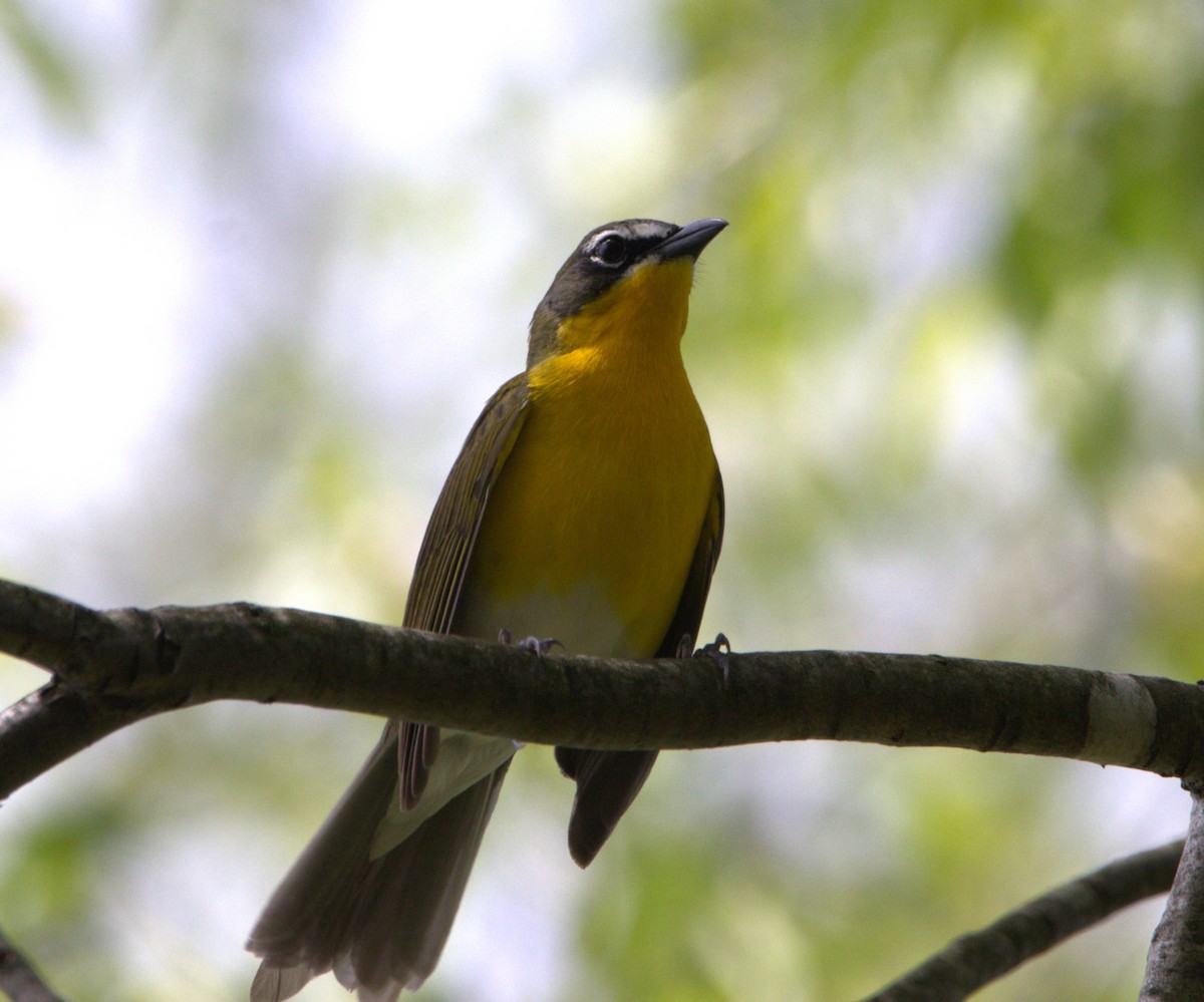 Yellow-breasted Chat - ML570520261