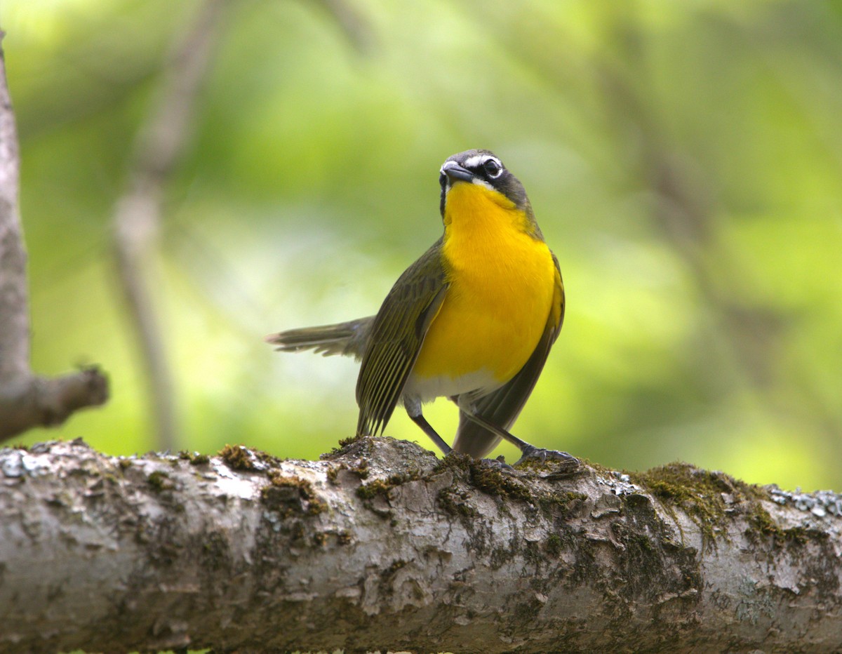 Yellow-breasted Chat - ML570520271