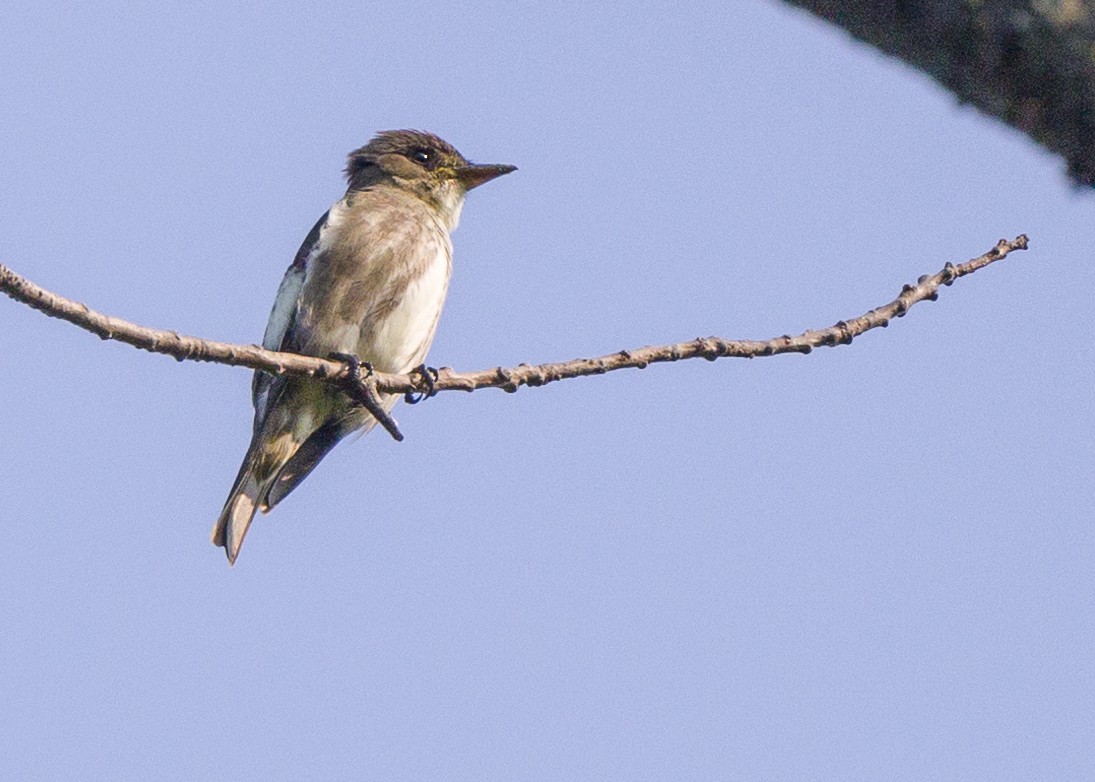 Olive-sided Flycatcher - ML570520341