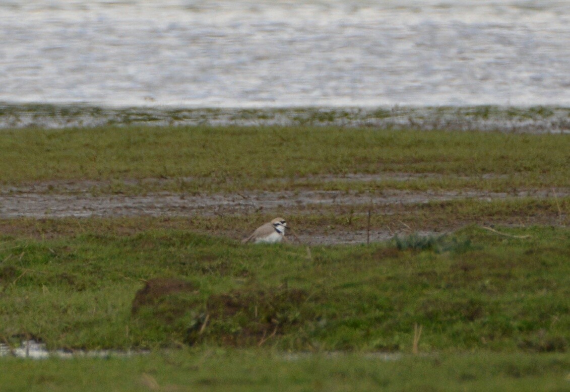 Snowy Plover - ML57052171