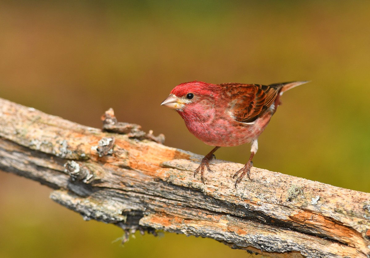 Purple Finch - ML570521941