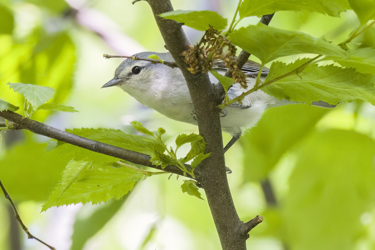 Tennessee Warbler - ML570522881