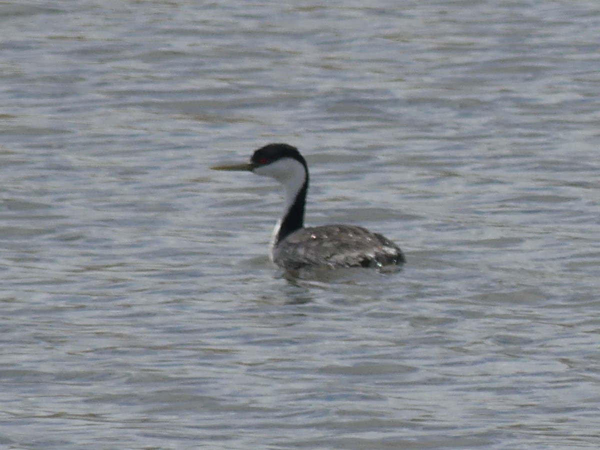 Western Grebe - ML570523041