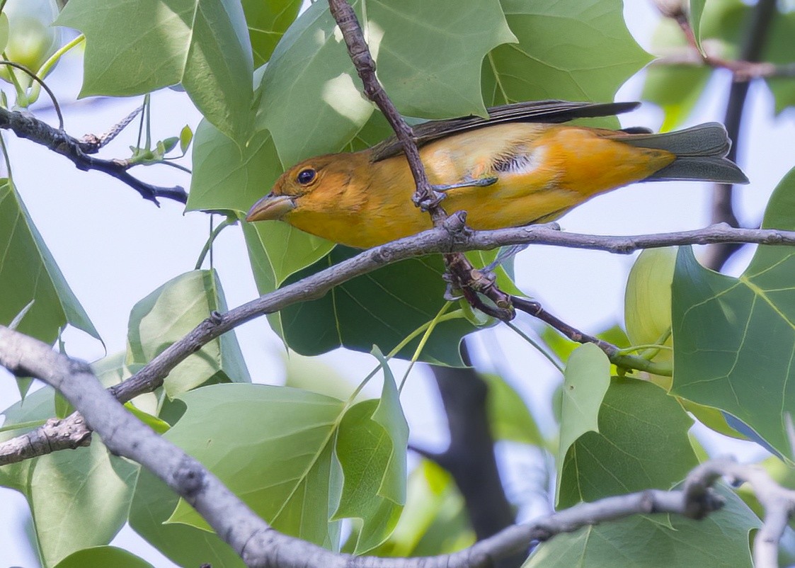 Summer Tanager - ML570523811