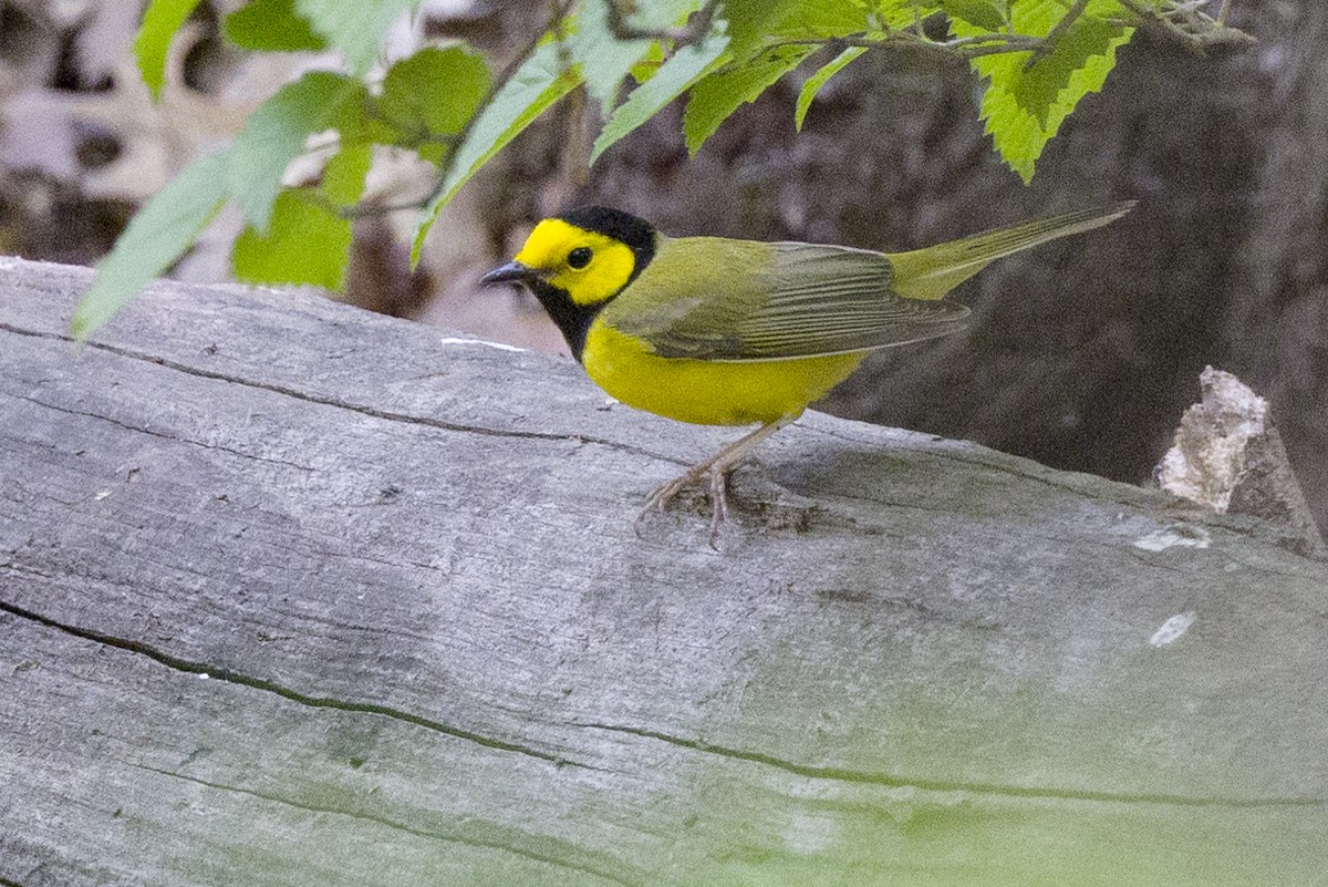 Hooded Warbler - ML570524951