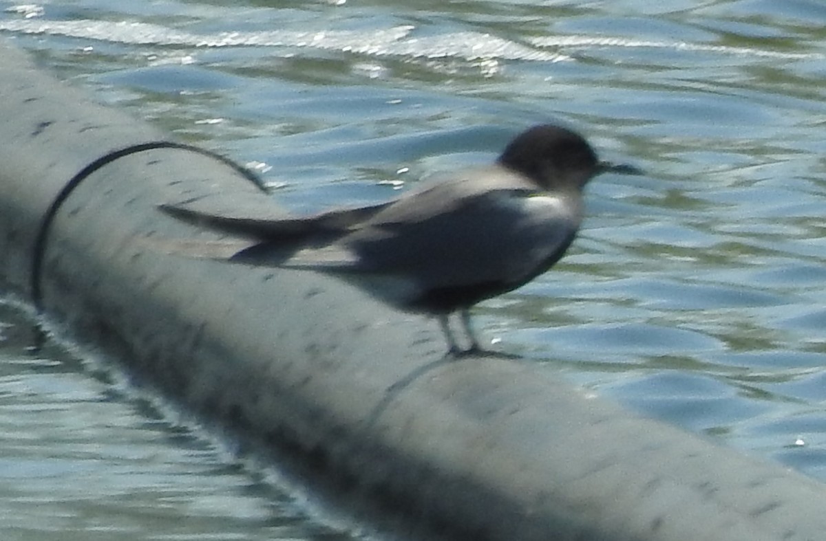 Black Tern - ML570524981