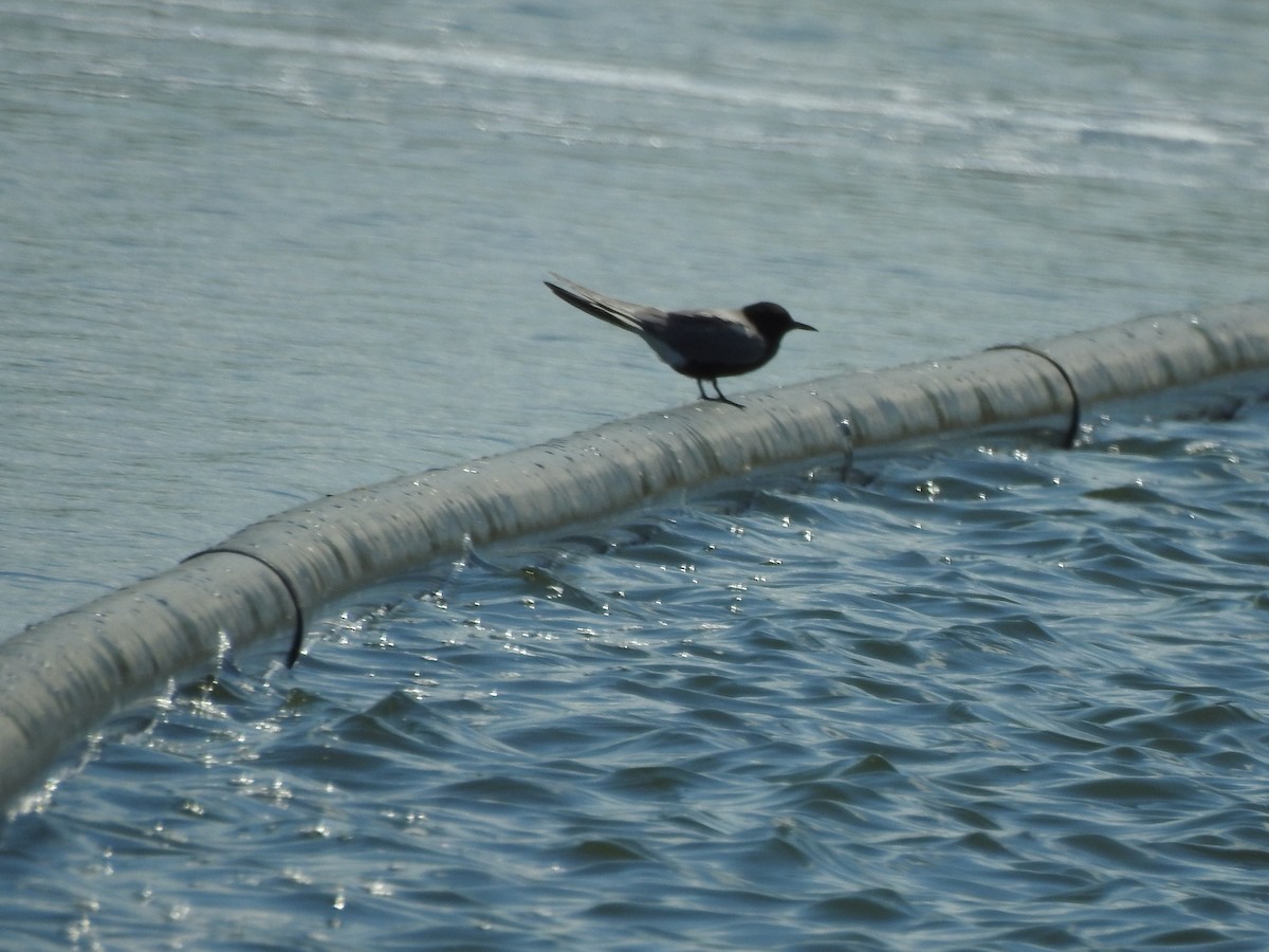 Black Tern - ML570525131