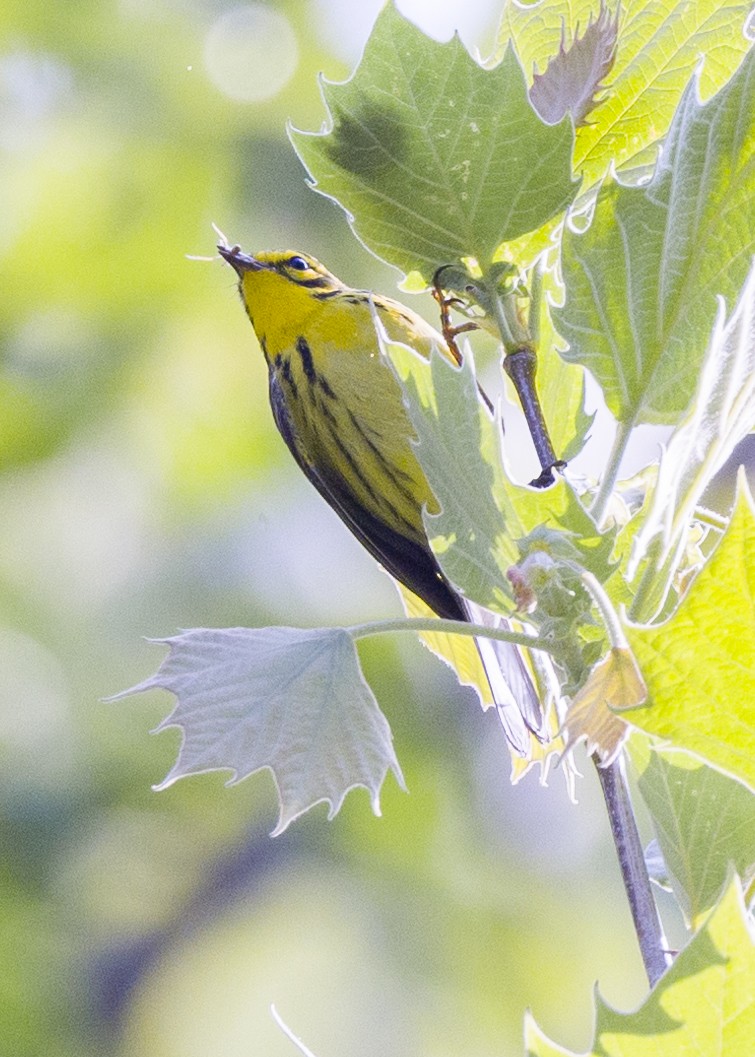 Prairie Warbler - ML570525431