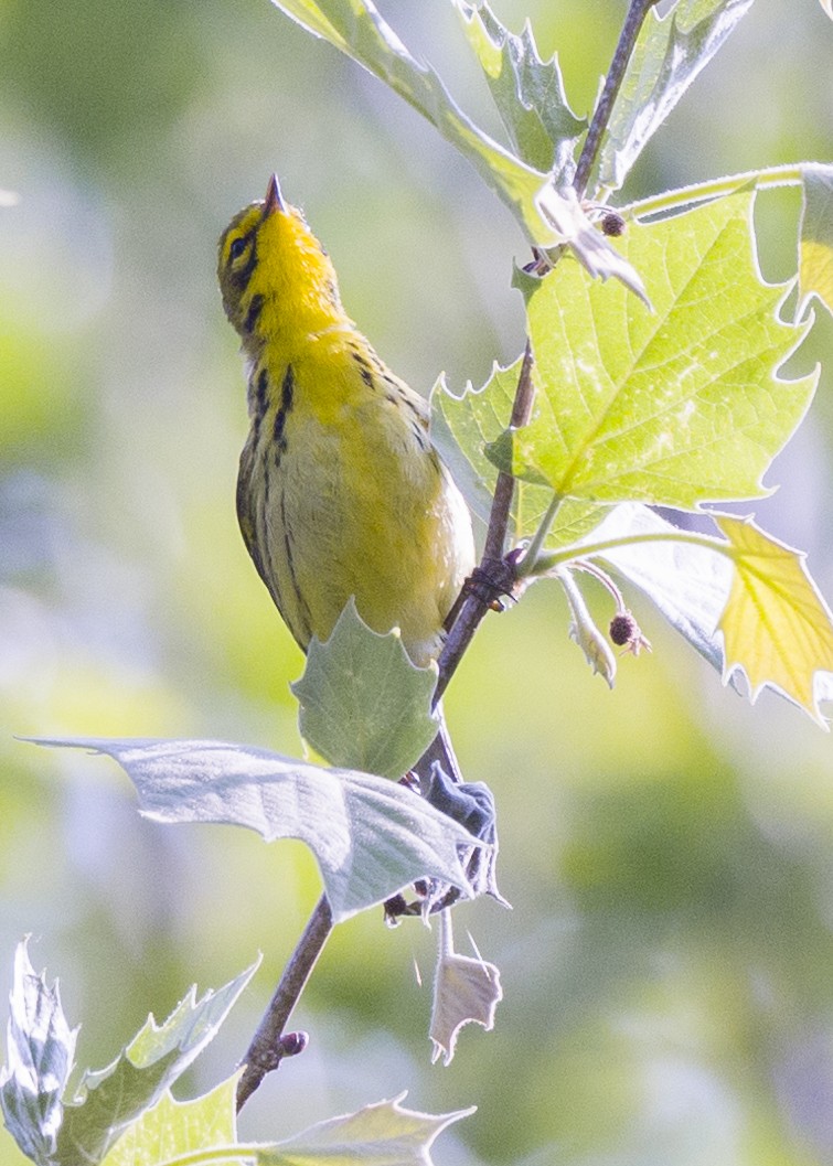 Prairie Warbler - ML570525471