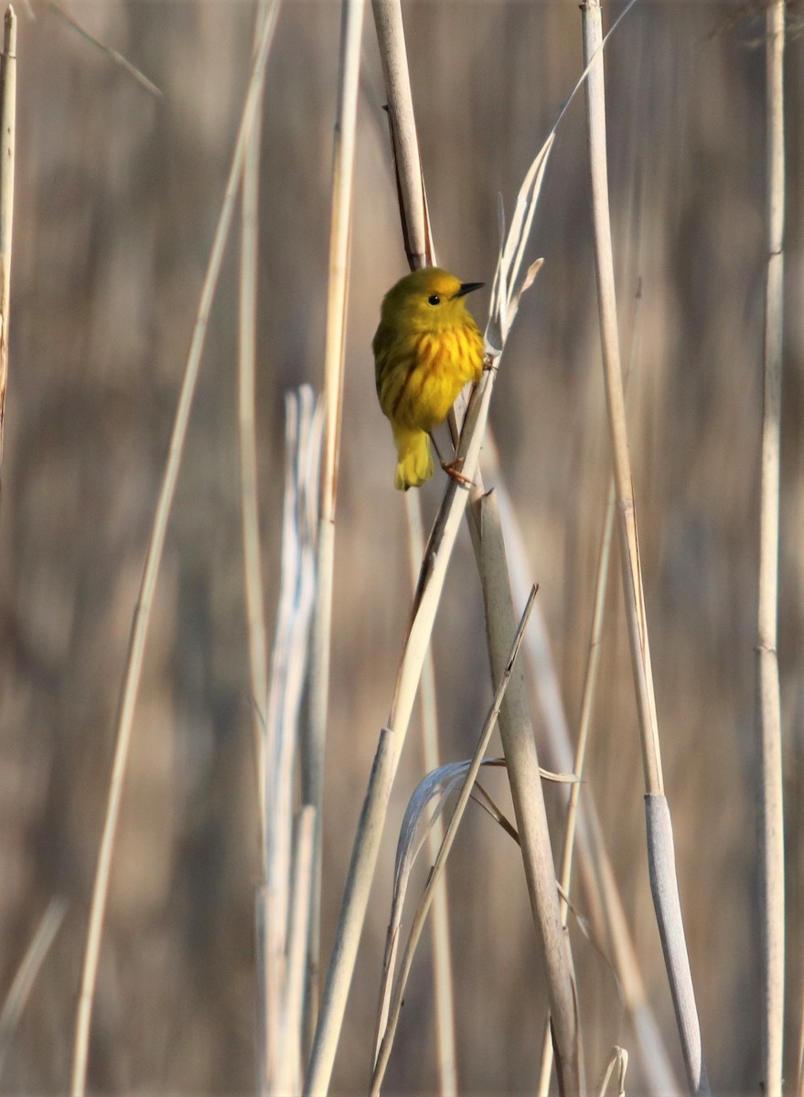 Yellow Warbler - ML570526191