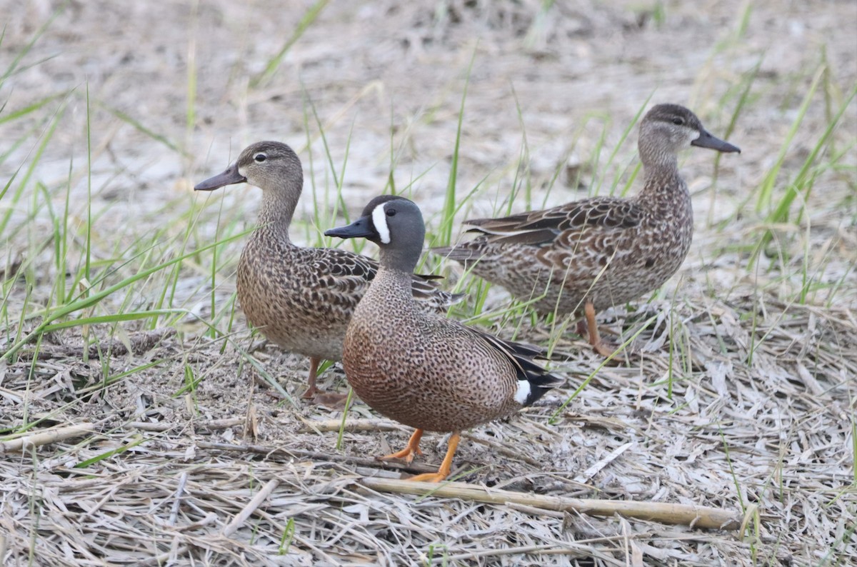 Blue-winged Teal - Daniel Laforce