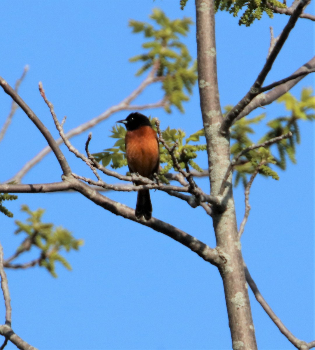 Orchard Oriole - ML570529091