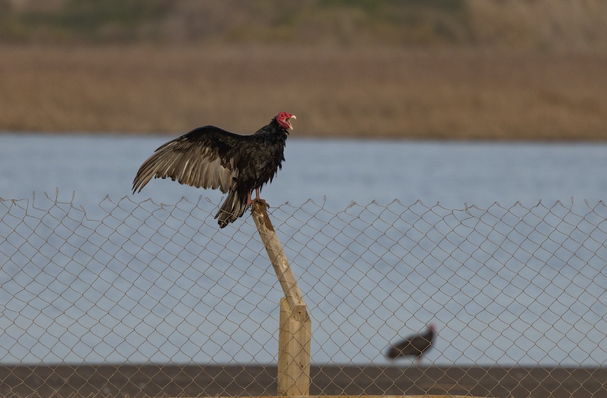 Turkey Vulture - Cullen Hanks