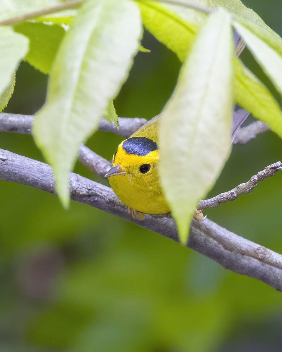 Wilson's Warbler - ML570529131