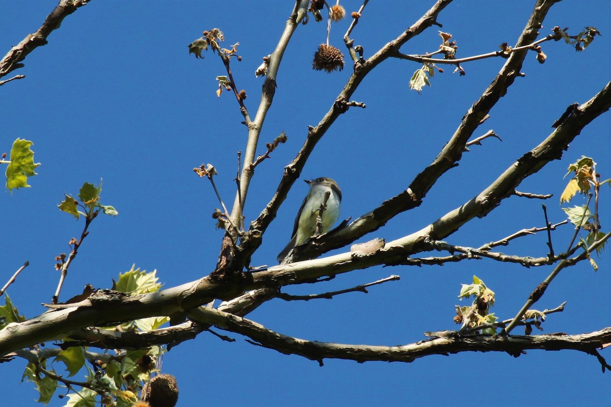 Least Flycatcher - ML570530481