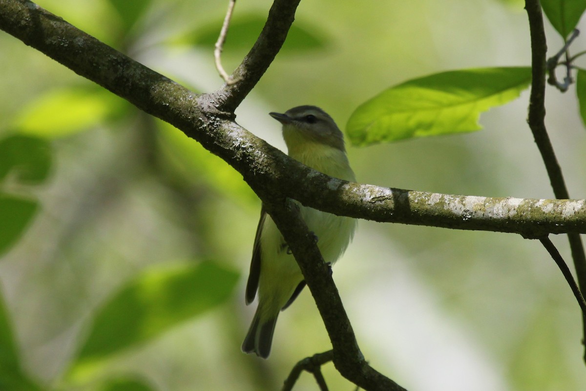 Vireo de Filadelfia - ML570530871